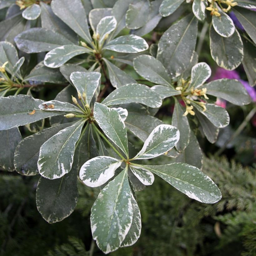 Pittosporum tobira Variegatum - Japanese Pittosporum (Foliage)