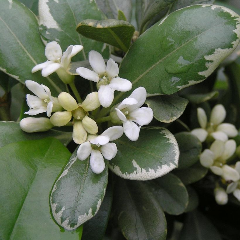 Pittosporum tobira Variegatum - Japanese Pittosporum (Flowering)
