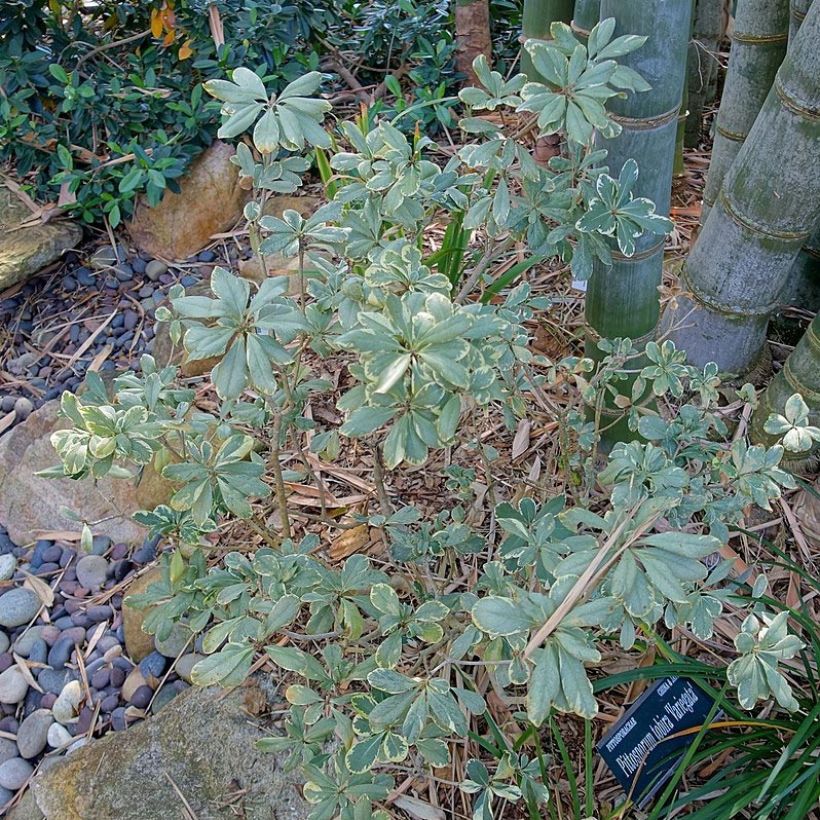 Pittosporum tobira Variegatum - Japanese Pittosporum (Plant habit)