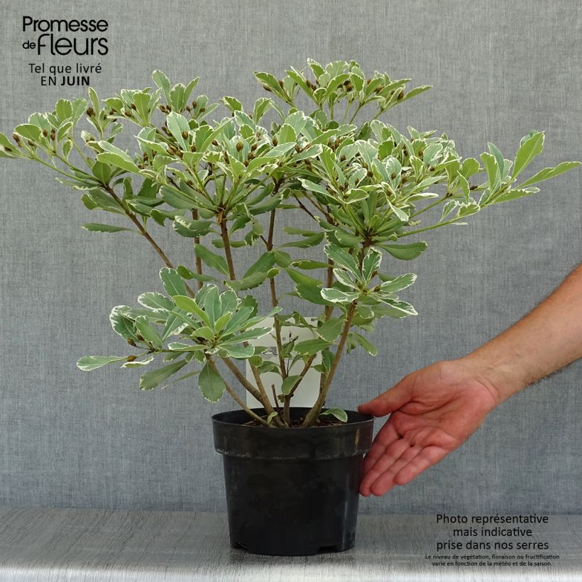 Pittosporum tobira Variegatum - Japanese Pittosporum 2L/3L potShipped height around 20/30cm sample as delivered in summer