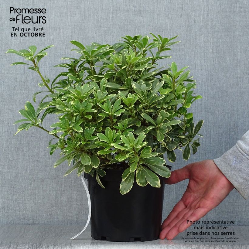 Pittosporum tobira nana Neige du mont Ventoux Pot de 3L/4L sample as delivered in autumn