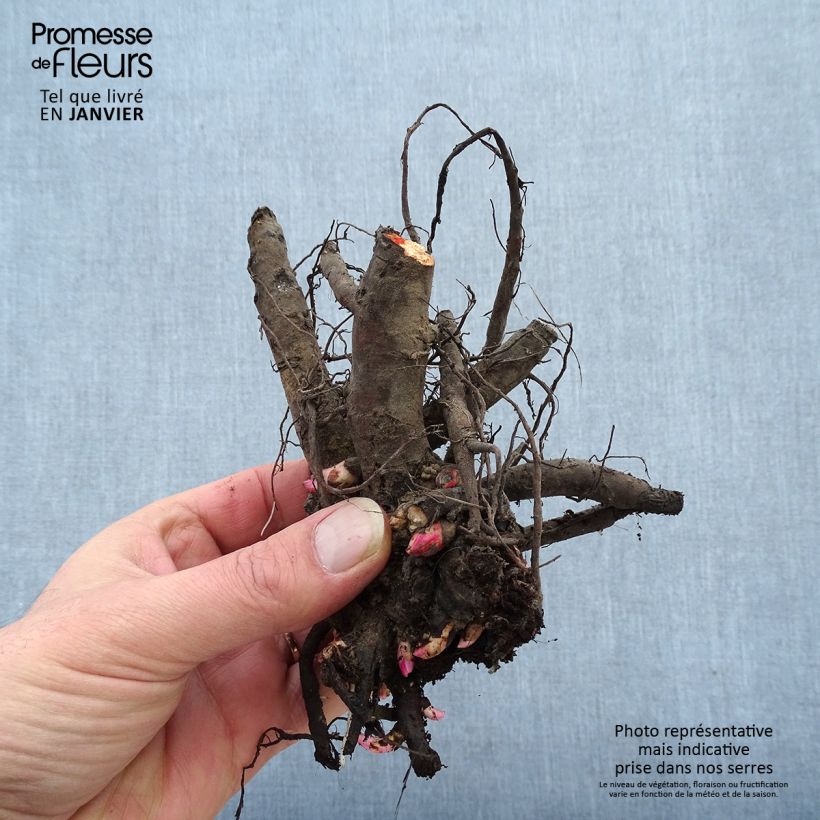 Paeonia lactiflora Coral Sunset - Garden Peony Bare root 3-5 eyes sample as delivered in winter