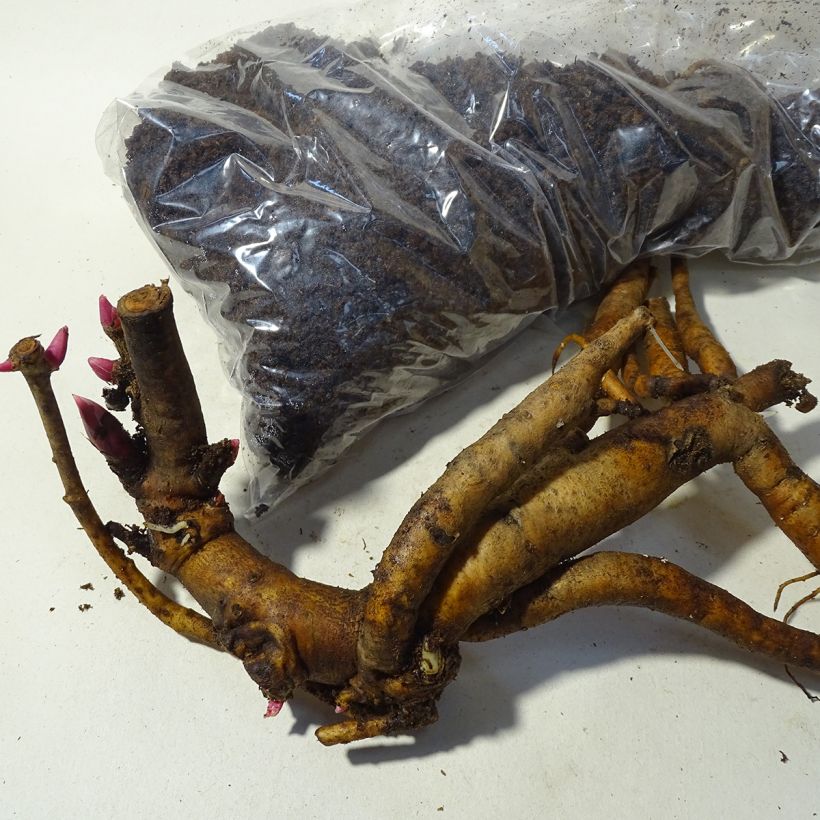 Example of Paeonia Itoh Bartzella - Itoh Peony Bare root 3-5 eyes specimen as delivered