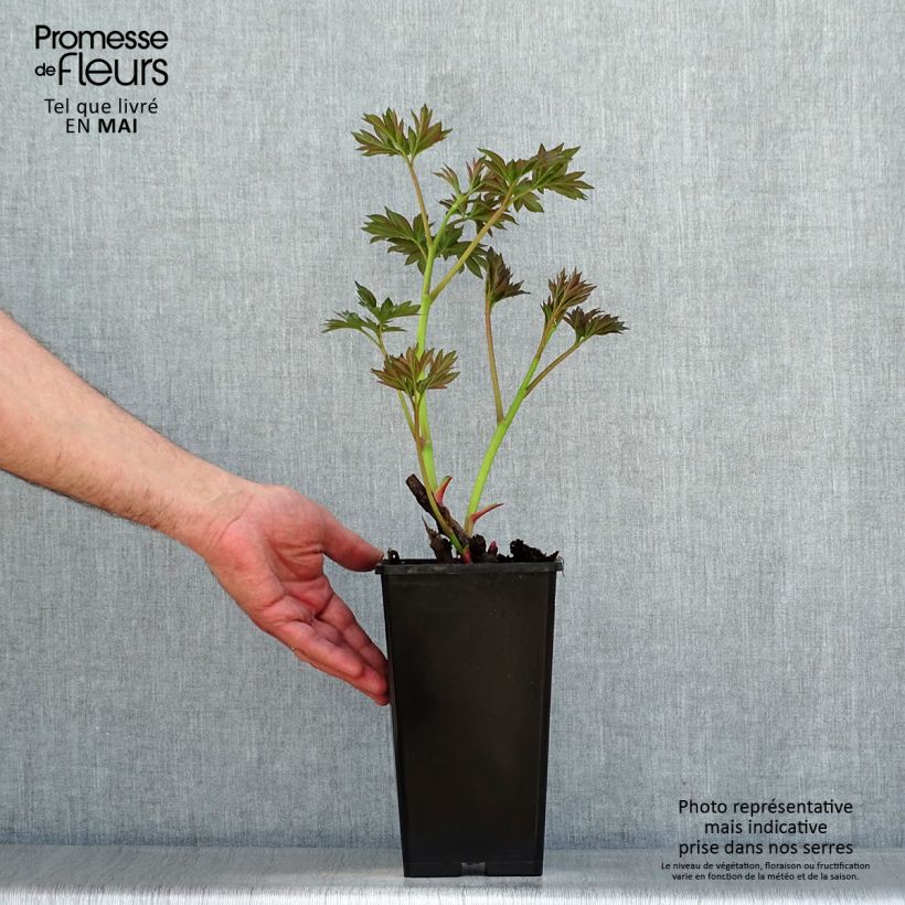 Paeonia x Itoh Callie's Memory 3L/4L pot sample as delivered in spring