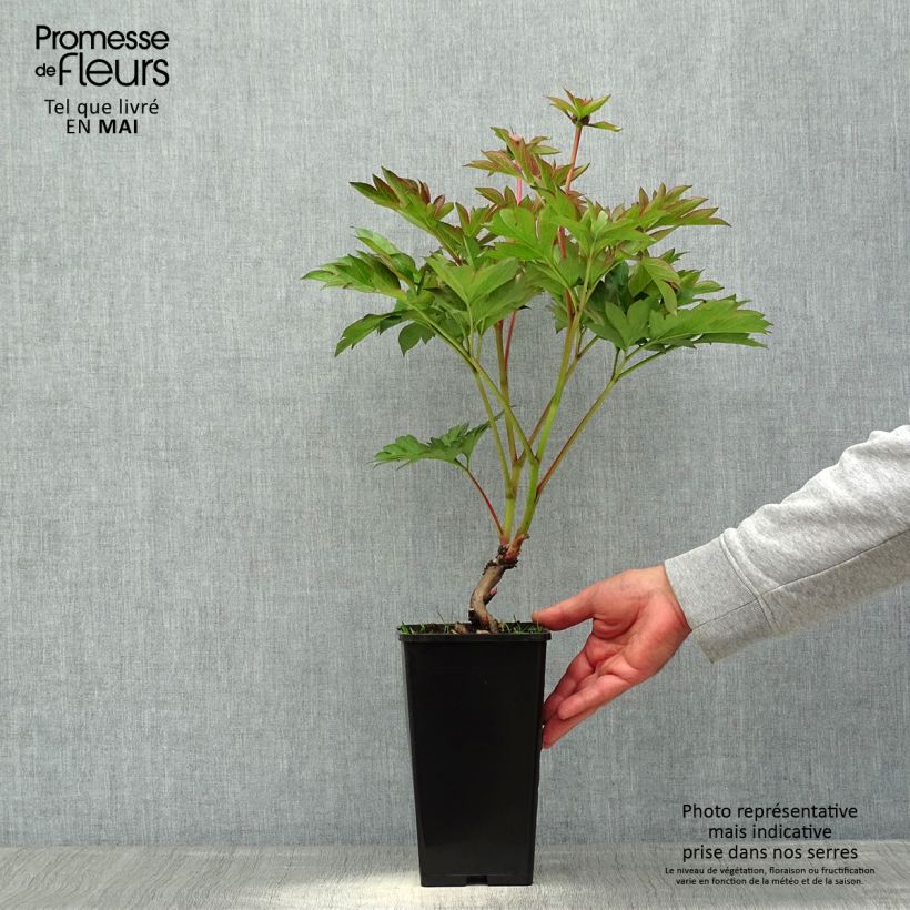 Paeonia Itoh Garden Treasure 4L/5L pot sample as delivered in spring