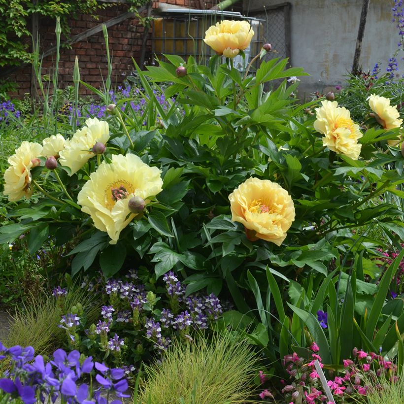 Paeonia Itoh Garden Treasure (Plant habit)