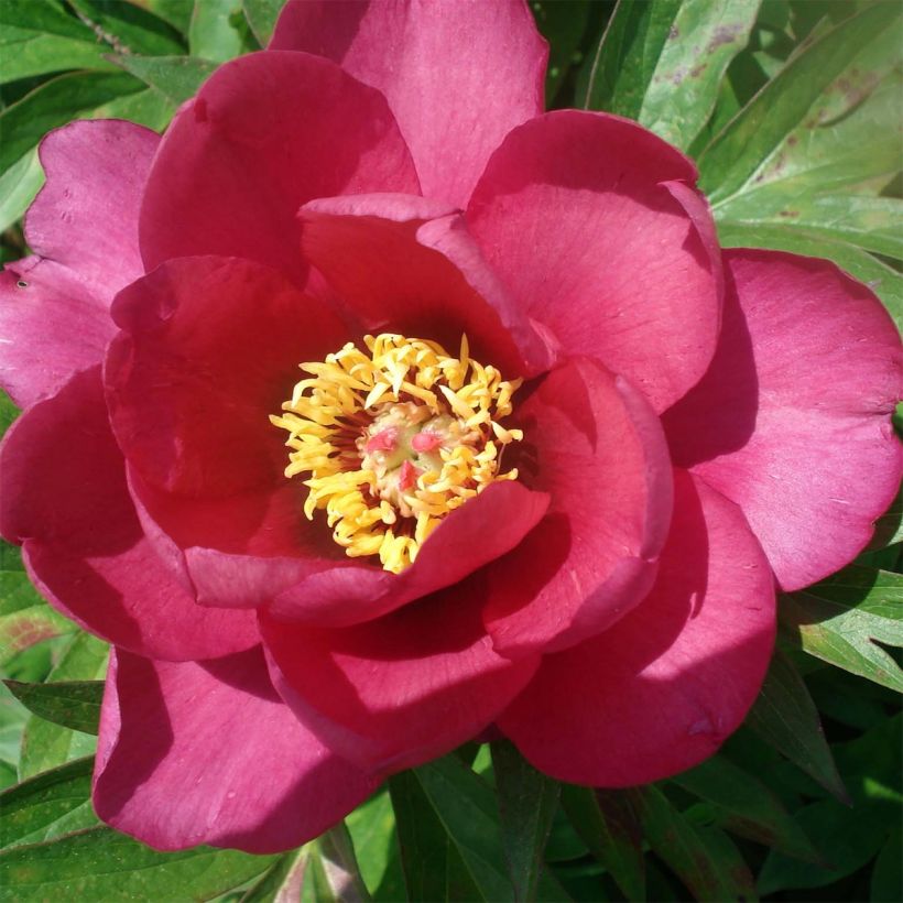 Paeonia Itoh Pink Ardour (Flowering)