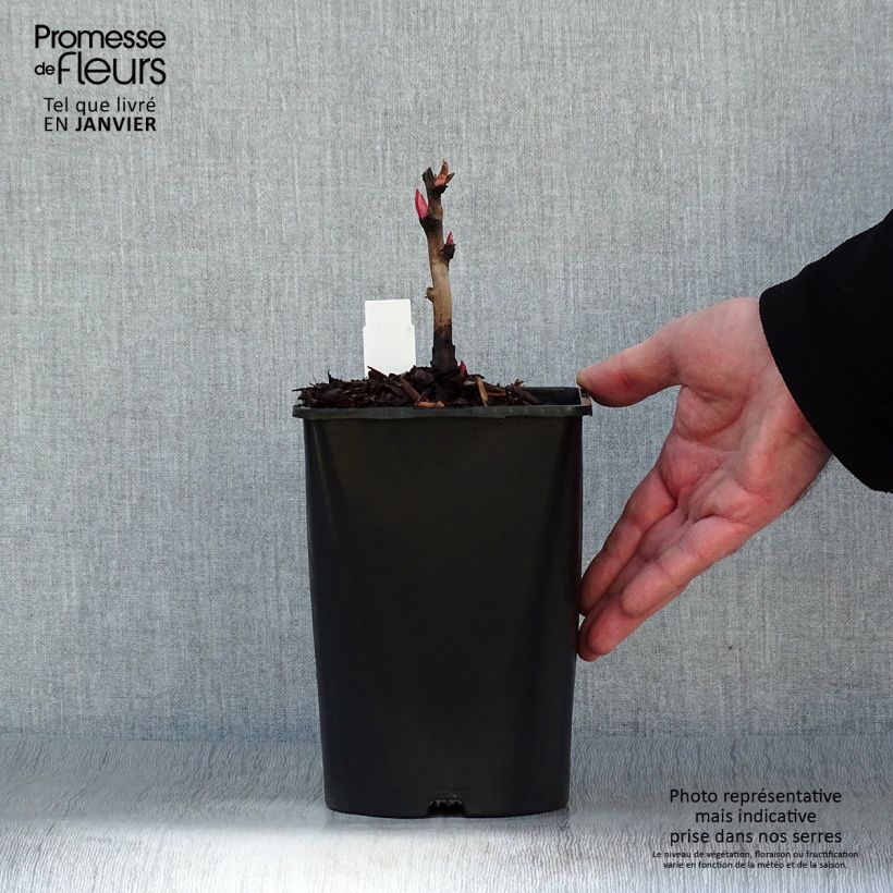 Pivoine arbustive 05 Hai Huang - Paeonia (x) lutea Pot de 2L/3L sample as delivered in winter