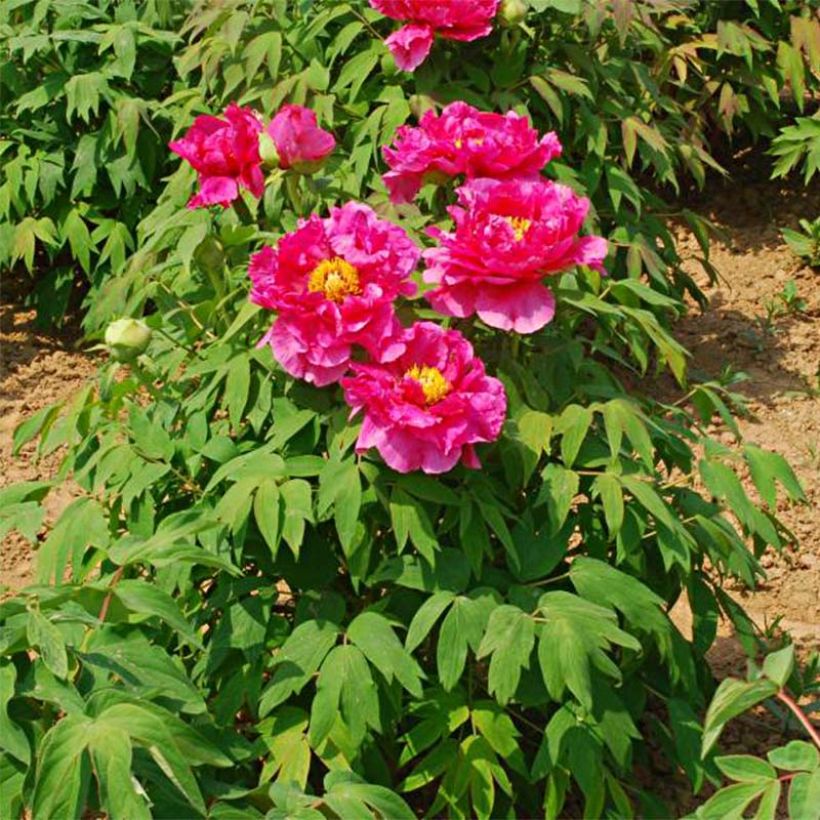 Paeonia suffruticosa Ri Yue Jin - Tree Peony (Plant habit)