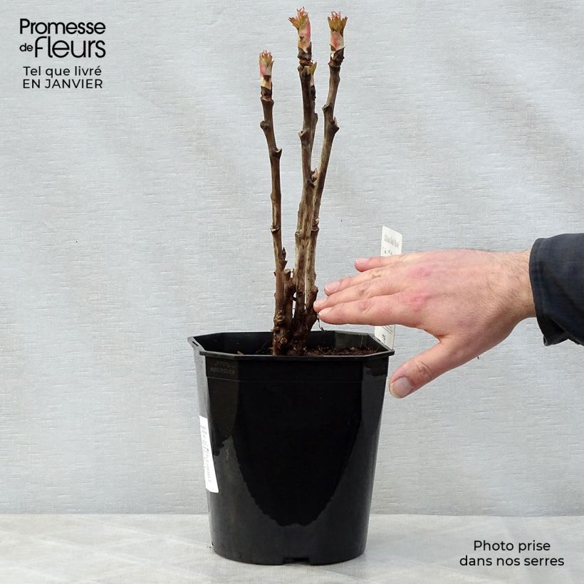 Pivoine arbustive 13 Ri Yue Jin - Paeonia suffruticosa pot de 5L sample as delivered in winter