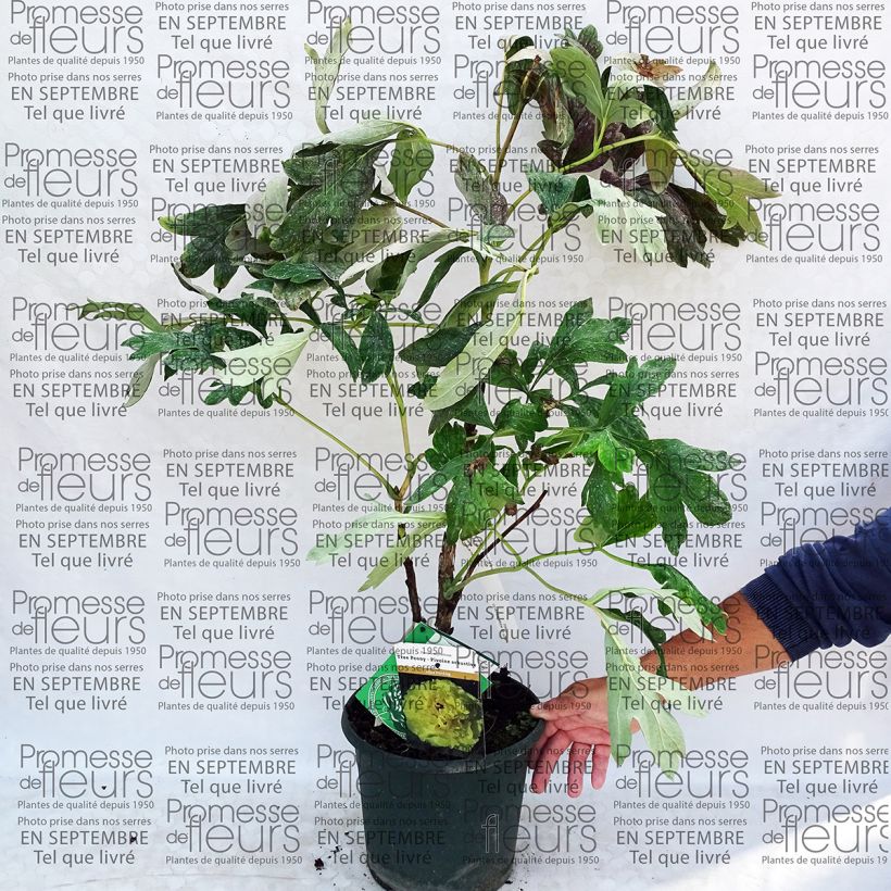 Example of Paeonia lutea Alice Harding - Tree Peony specimen as delivered