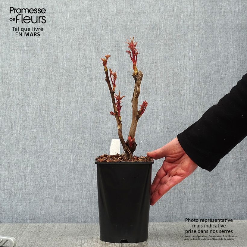 Pivoine arbustive Cai Hui - Paeonia suffruticosa - pot de 2L/3L sample as delivered in winter