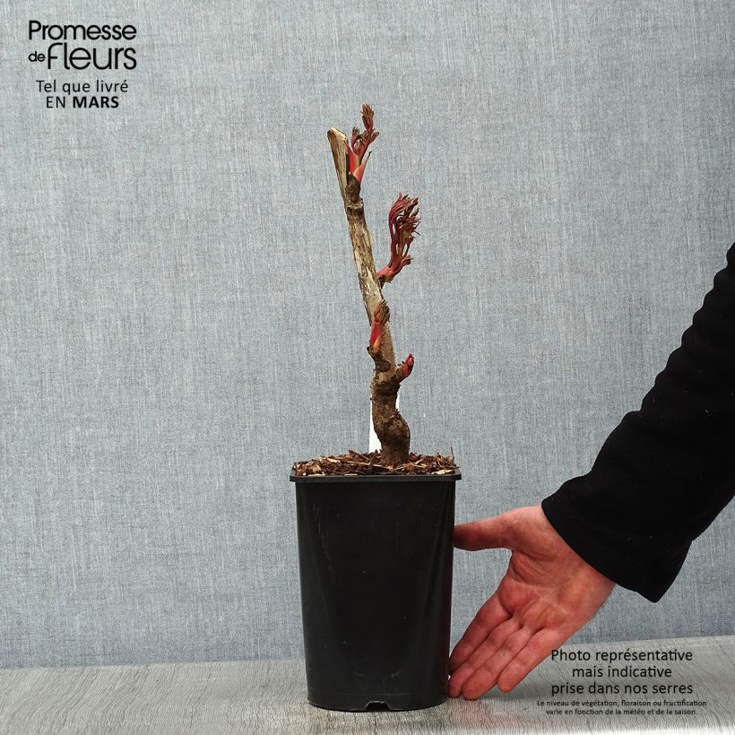 Pivoine arbustive Jin Ge - Paeonia suffruticosa - pot de 2L/3L sample as delivered in winter