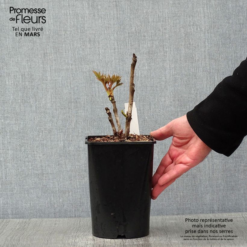 Pivoine arbustive Rou Fu Rong - Paeonia suffruticosa - pot de 2L/3L sample as delivered in winter