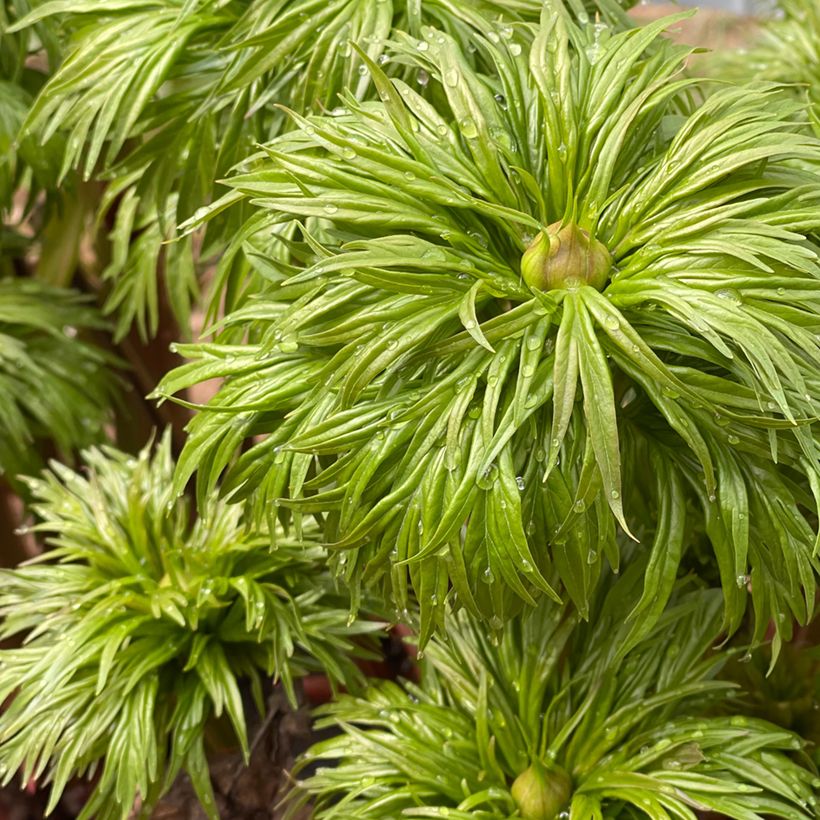 Paeonia anomala  (Foliage)