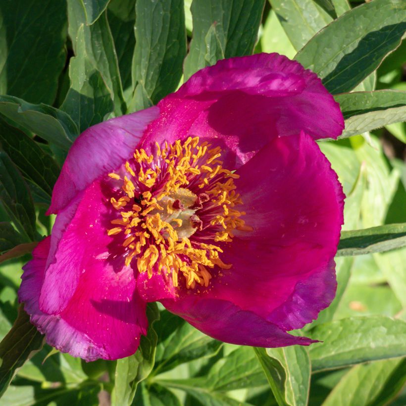 Paeonia humilis  (Flowering)