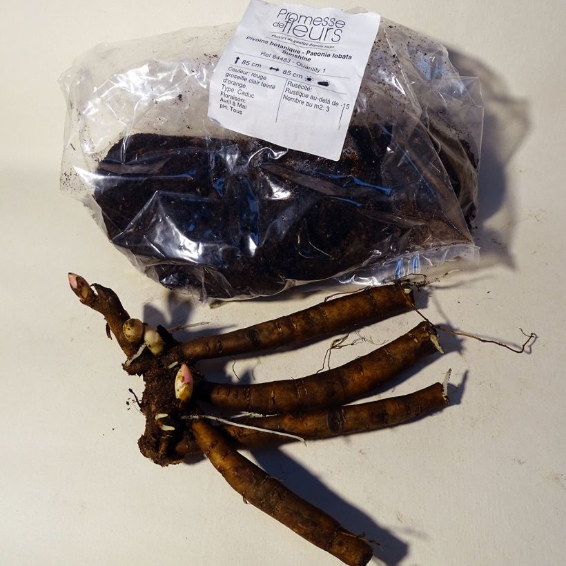 Example of Paeonia lobata Sunshine specimen as delivered