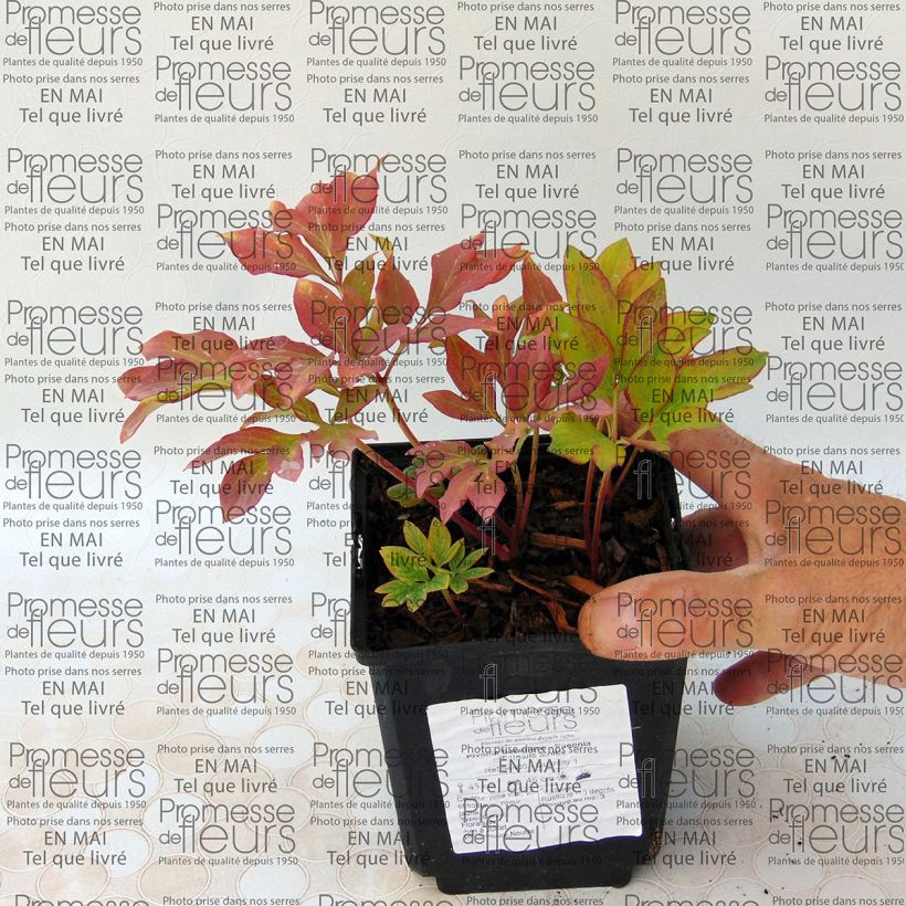 Example of Paeonia officinalis Mollis specimen as delivered