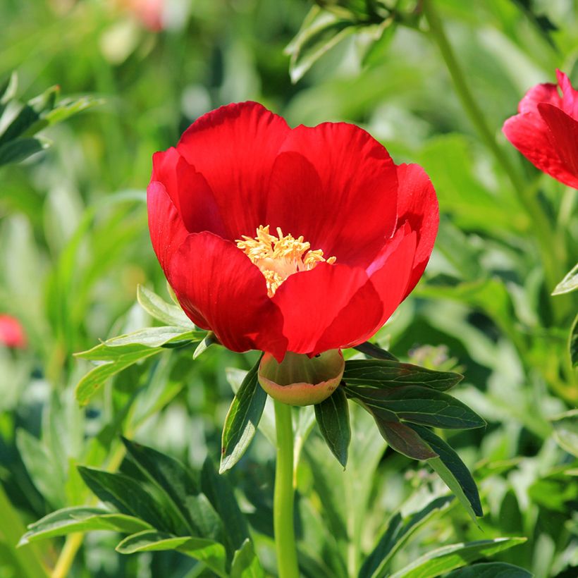 Paeonia peregrina  (Flowering)