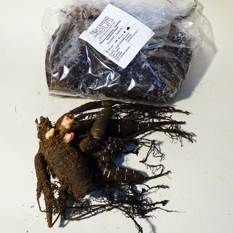Example of Paeonia tenuifolia Plena specimen as delivered