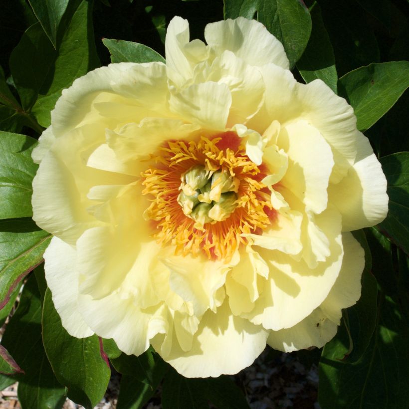 Paeonia itoh Yellow Crown (Flowering)