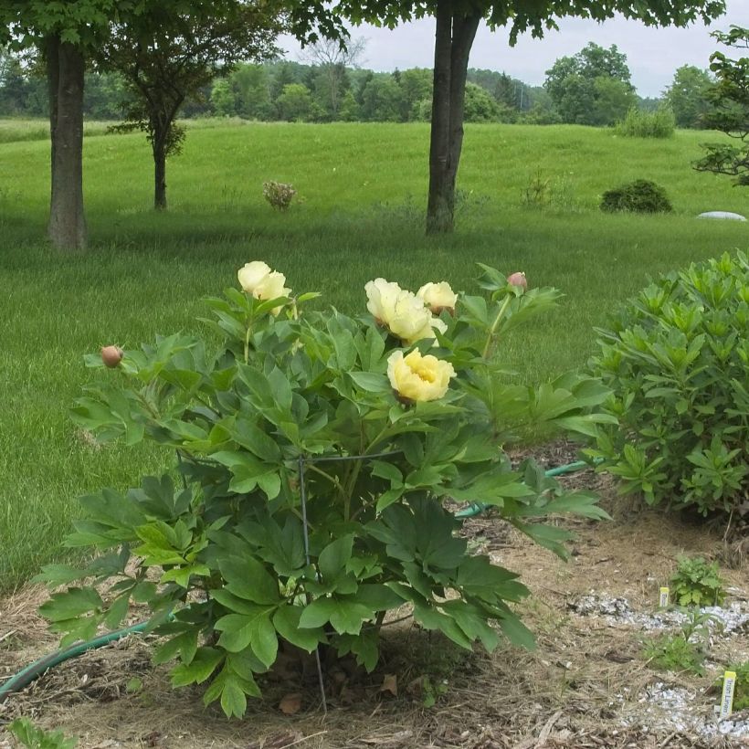 Paeonia itoh Yellow Crown (Plant habit)