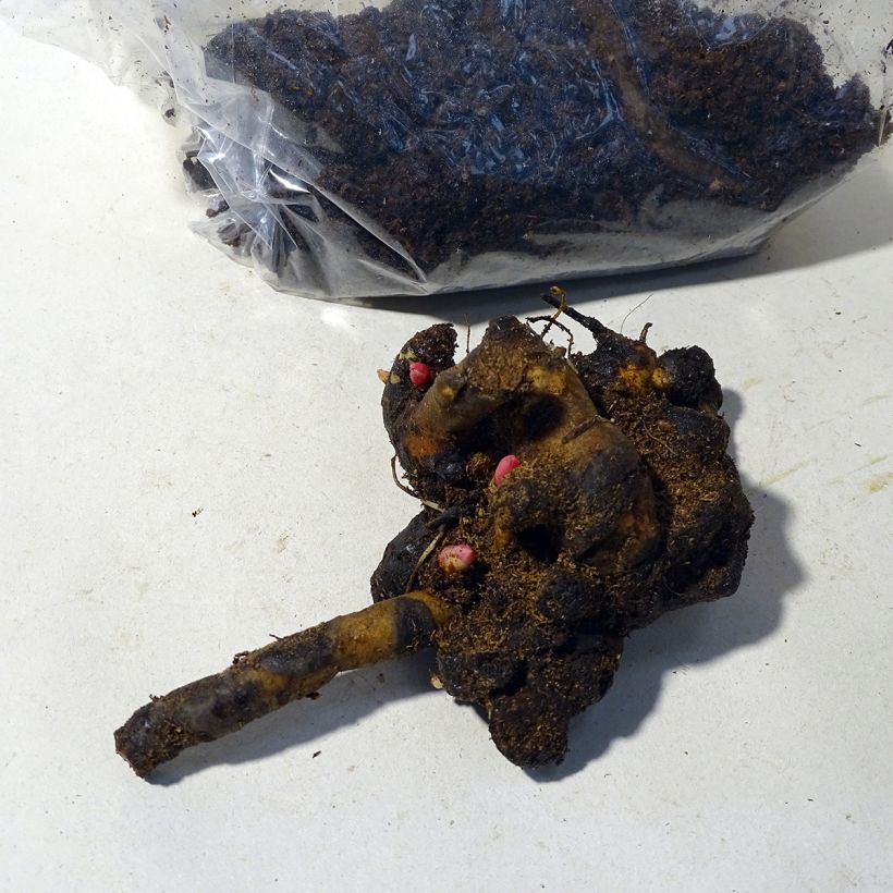 Example of Paeonia lactiflora Adolphe Rousseau Bare root 3-5 eyes specimen as delivered