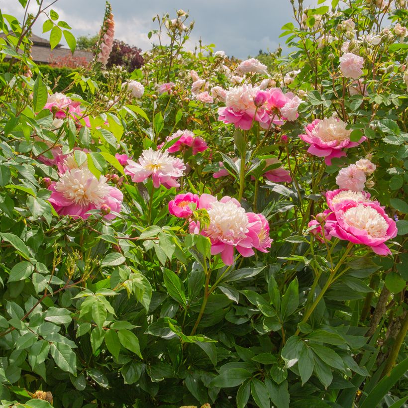 Paeonia lactiflora Bowl of Beauty (Plant habit)