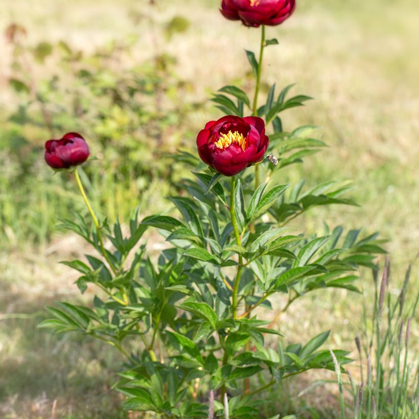 Paeonia lactiflora Buckeye Belle (Plant habit)