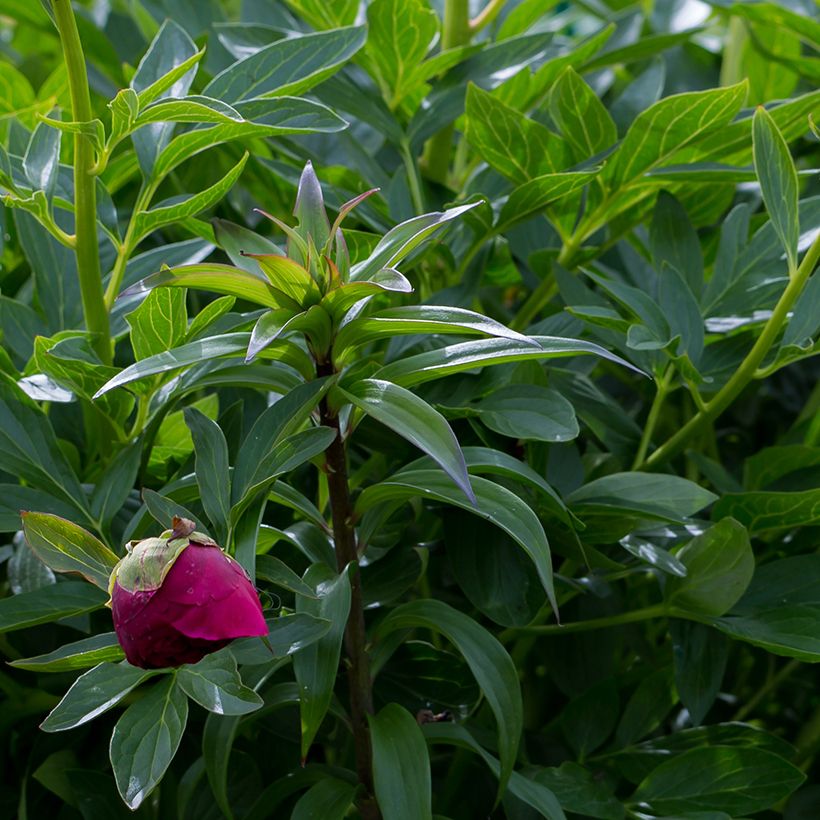 Paeonia lactiflora Command Performance (Foliage)
