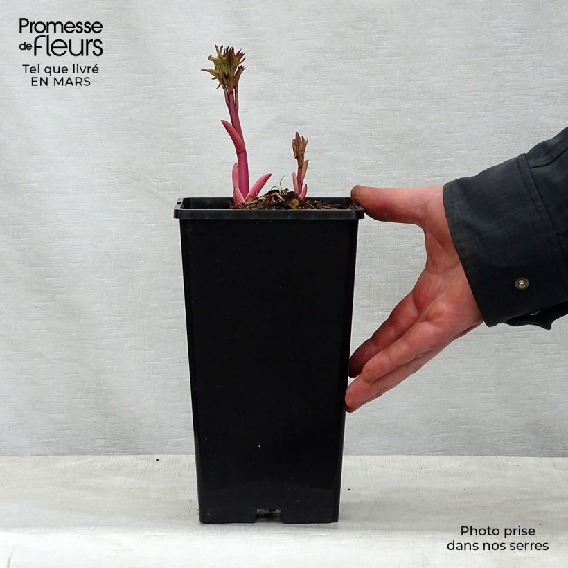 Paeonia lactiflora Do Tell 3L/4L pot sample as delivered in spring