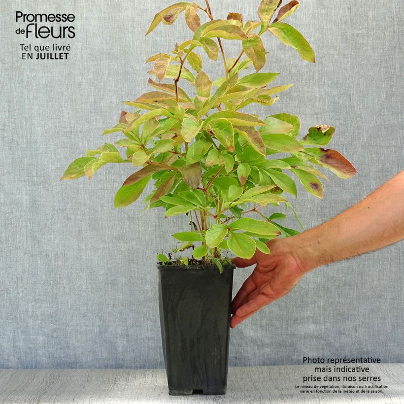 Paeonia lactiflora Festiva Maxima Bare root 3-5 eyes sample as delivered in summer