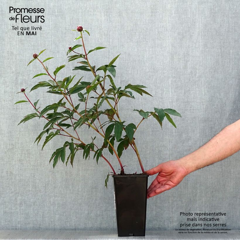 Paeonia lactiflora Gardenia Bare root 3-5 eyes sample as delivered in spring