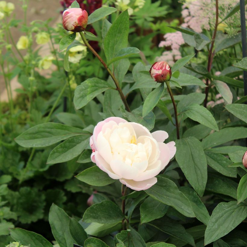 Paeonia lactiflora Gardenia (Foliage)