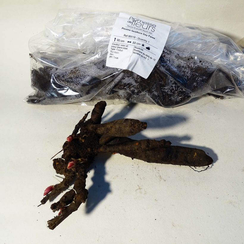 Example of Paeonia lactiflora Gay Paree Bare root 3-5 eyes specimen as delivered