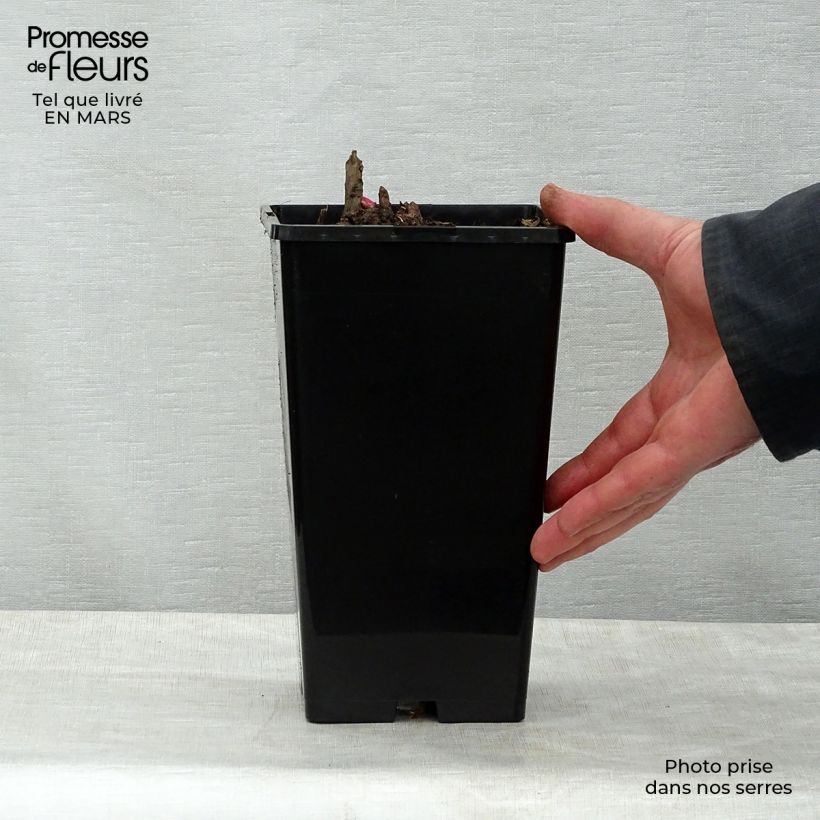Paeonia lactiflora Gay Paree 3L/4L pot sample as delivered in spring