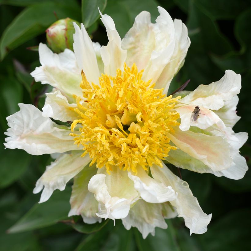 Paeonia lactiflora Green Lotus (Flowering)