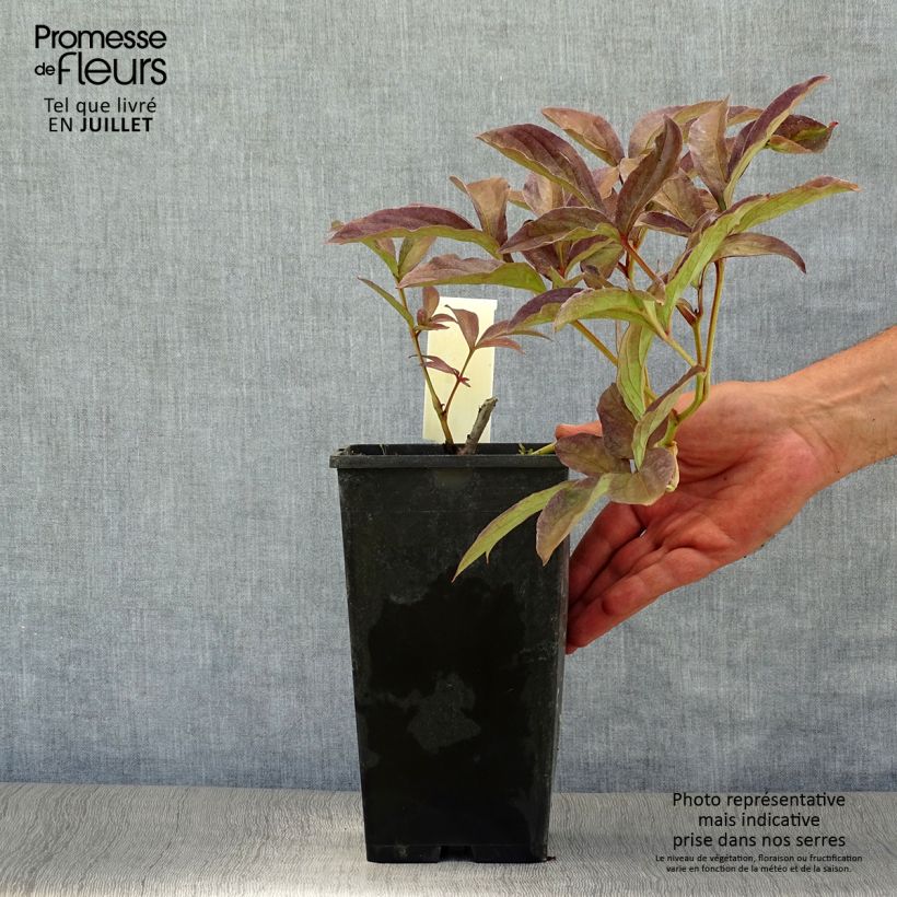 Paeonia lactiflora Inspecteur Lavergne 3L/4L pot sample as delivered in summer