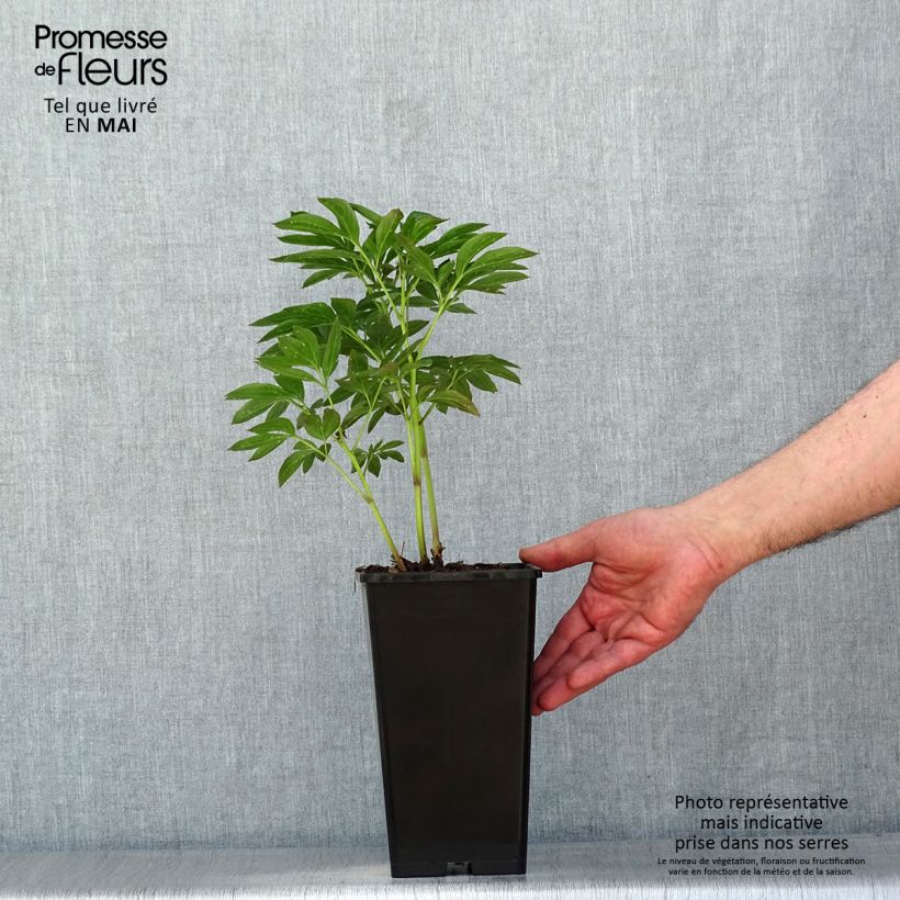 Paeonia lactiflora Miss Eckhardt 3L/4L pot sample as delivered in spring