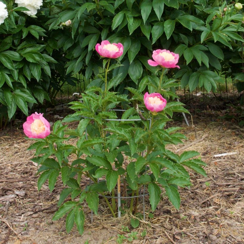 Paeonia lactiflora Mr G.F. Hemerik (Plant habit)