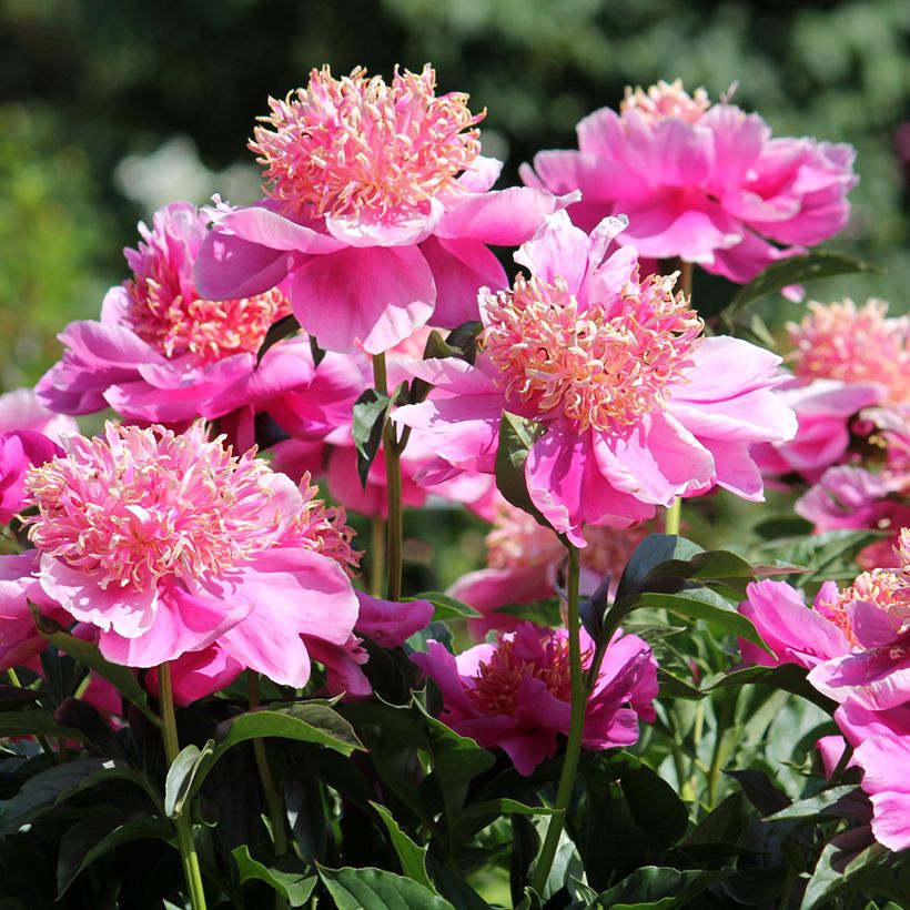 Paeonia x lactiflora Neon (Flowering)