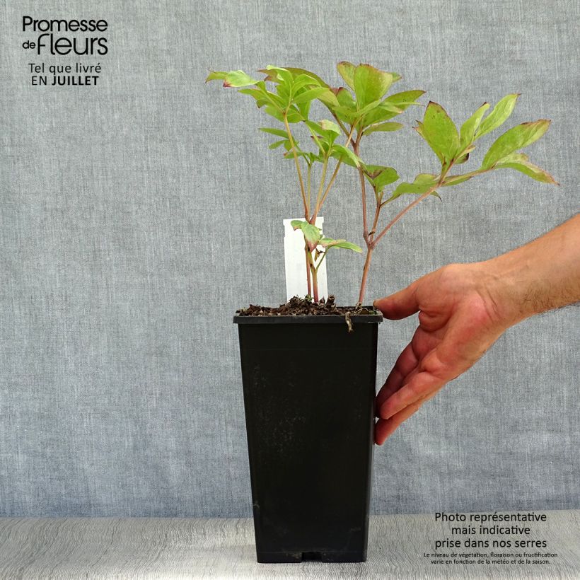 Paeonia lactiflora Nippon Beauty - Garden Peony 3L/4L pot sample as delivered in summer