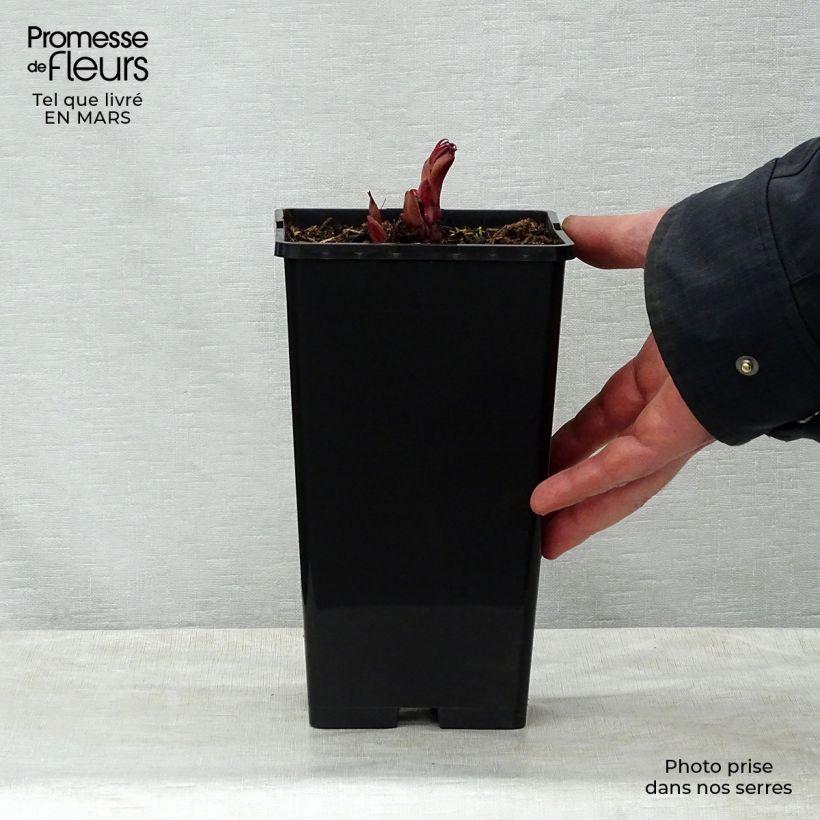 Paeonia lactiflora Peter Brand 3L/4L pot sample as delivered in spring