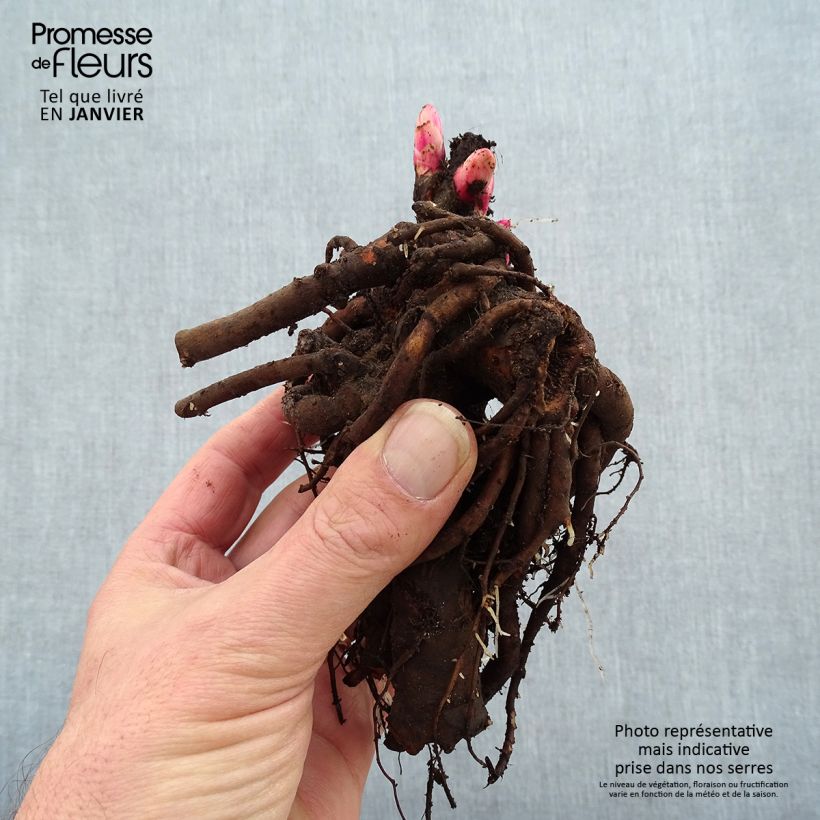Paeonia lactiflora Peter Brand Bare root 3-5 eyes sample as delivered in winter