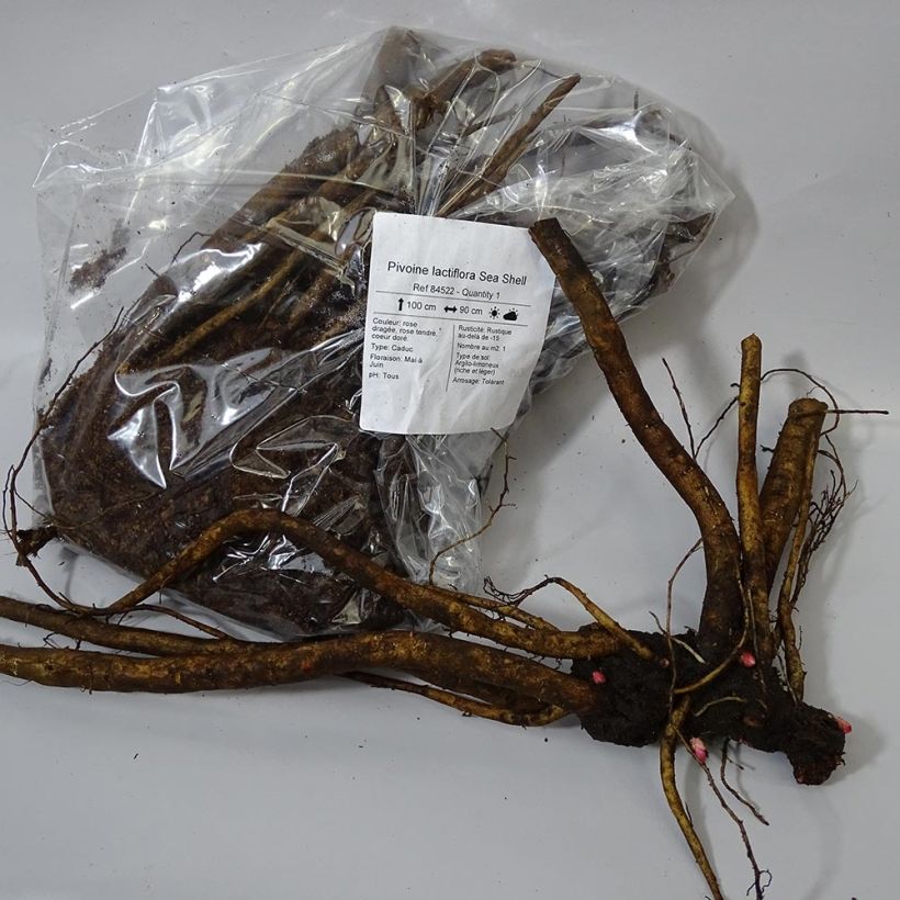 Example of Paeonia lactiflora Sea Shell Bare root 3-5 eyes specimen as delivered