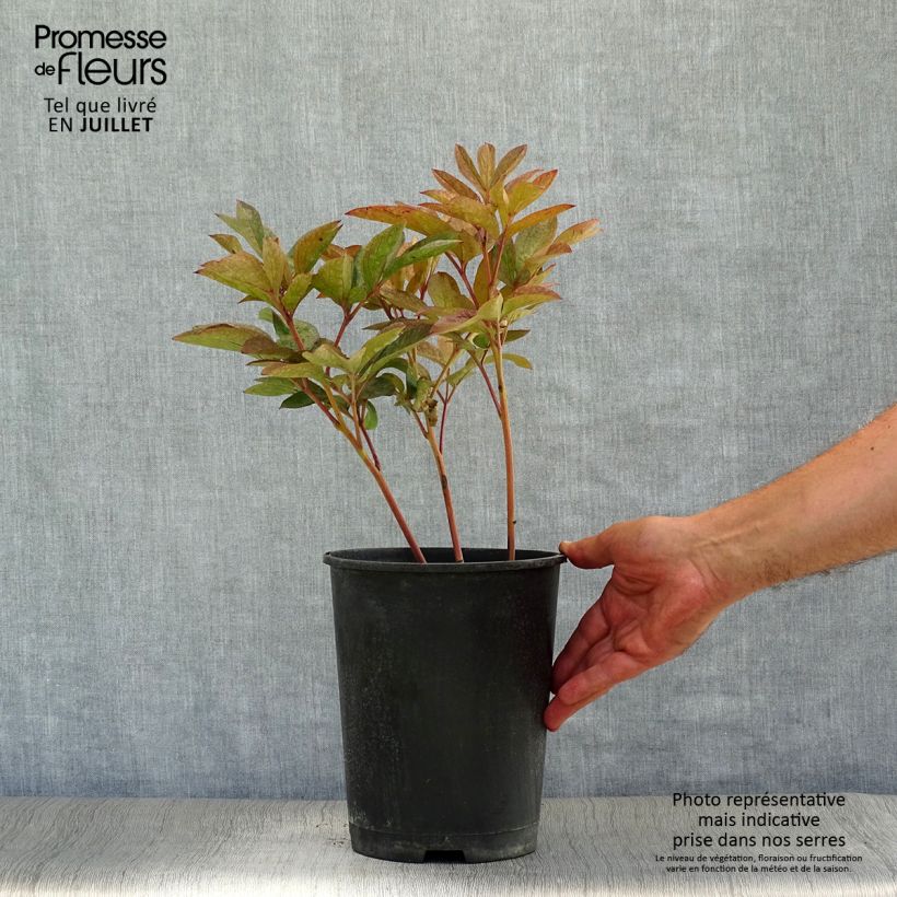 Paeonia lactiflora Solange 3L/4L pot sample as delivered in summer