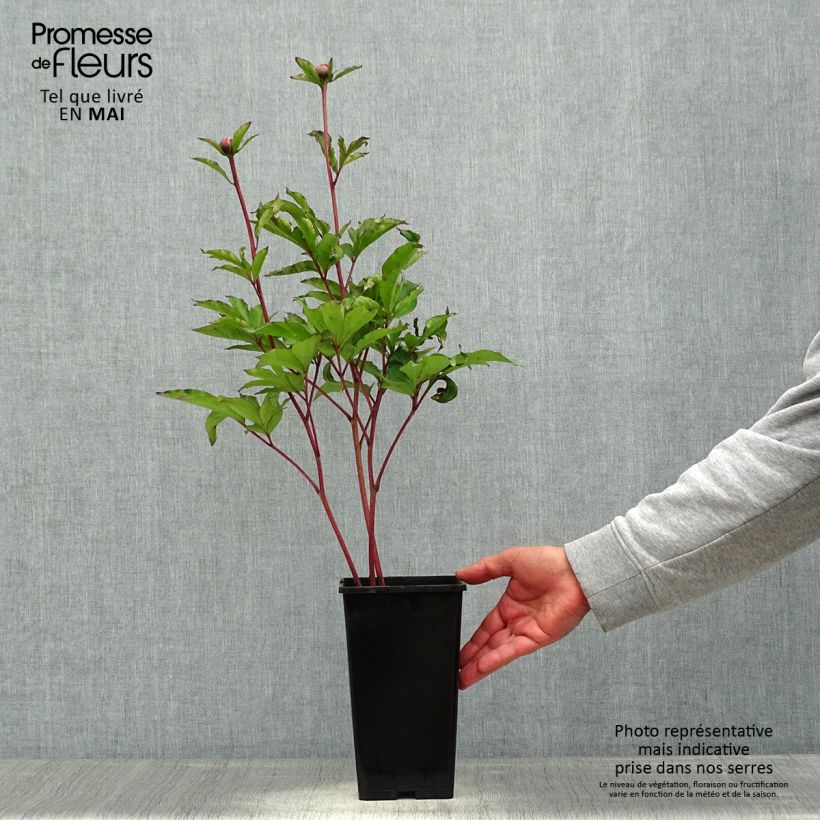 Paeonia lactiflora White Cap - Garden Peony Bare root 3-5 eyes sample as delivered in spring