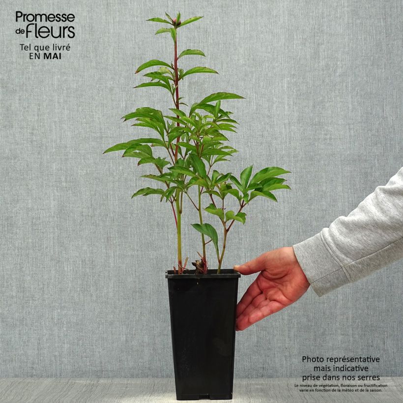 Paeonia lactiflora White Wings - Garden Peony 3L/4L pot sample as delivered in summer
