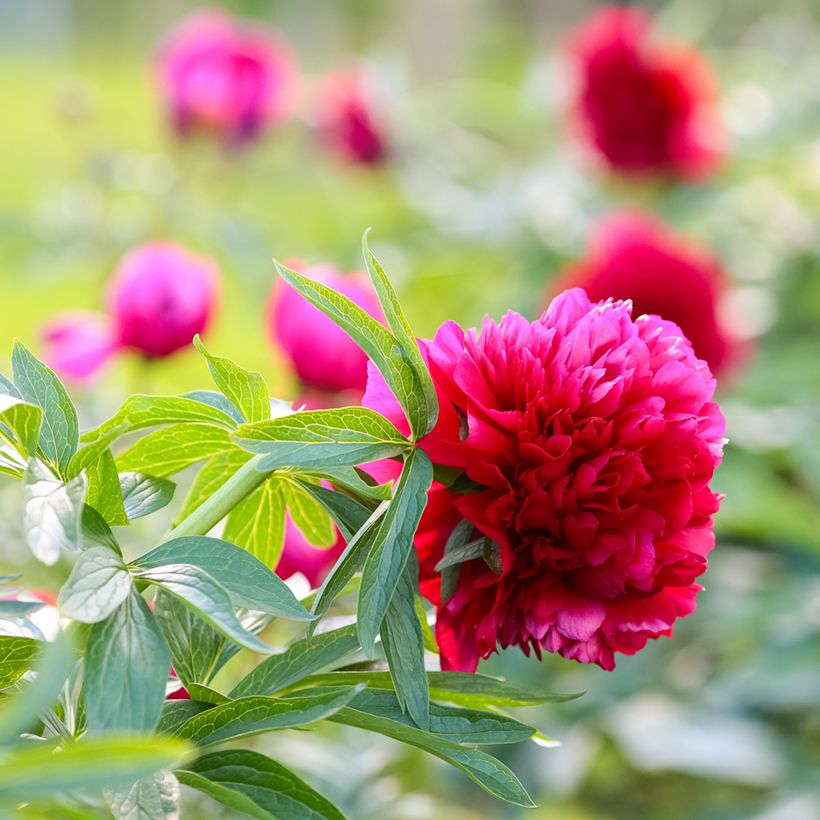 Paeonia officinalis Rubra Plena (Flowering)