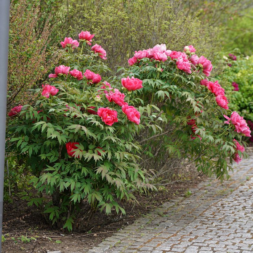 Paeonia officinalis Rubra Plena (Plant habit)